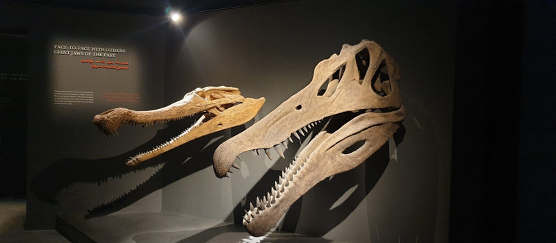 Slider image for Crocodile Park Dubai Selects Cyclops Lighting for their Museum