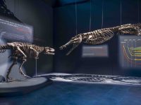 Crocodile Park Dubai Selects Cyclops Lighting for their Museum