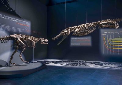 Crocodile Park Dubai Selects Cyclops Lighting for their Museum